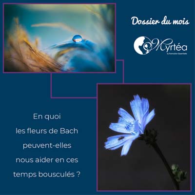 Dossier du mois - En quoi les fleurs de Bach peuvent nous aider