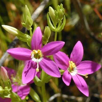 Centaury