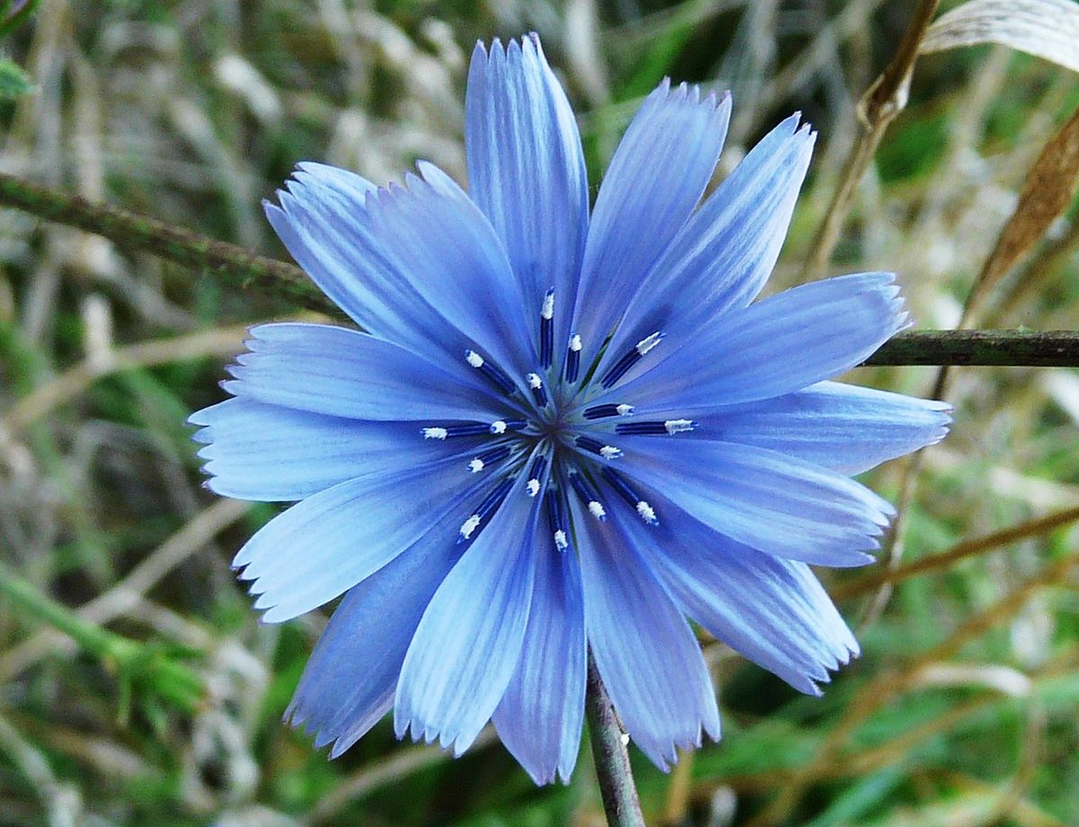 Chicory