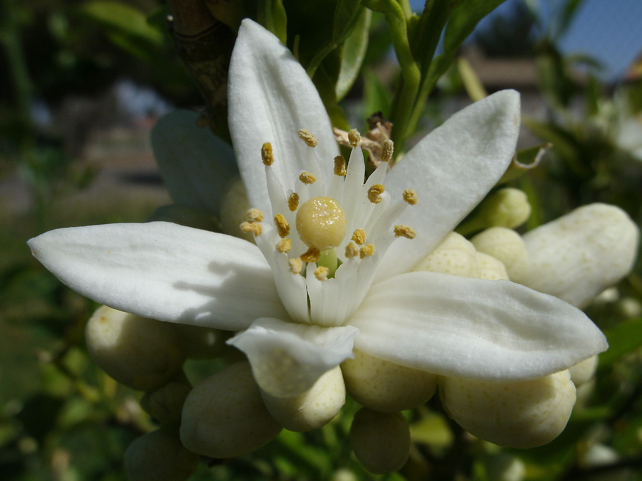 Neroli - Citrus Aurantifolia