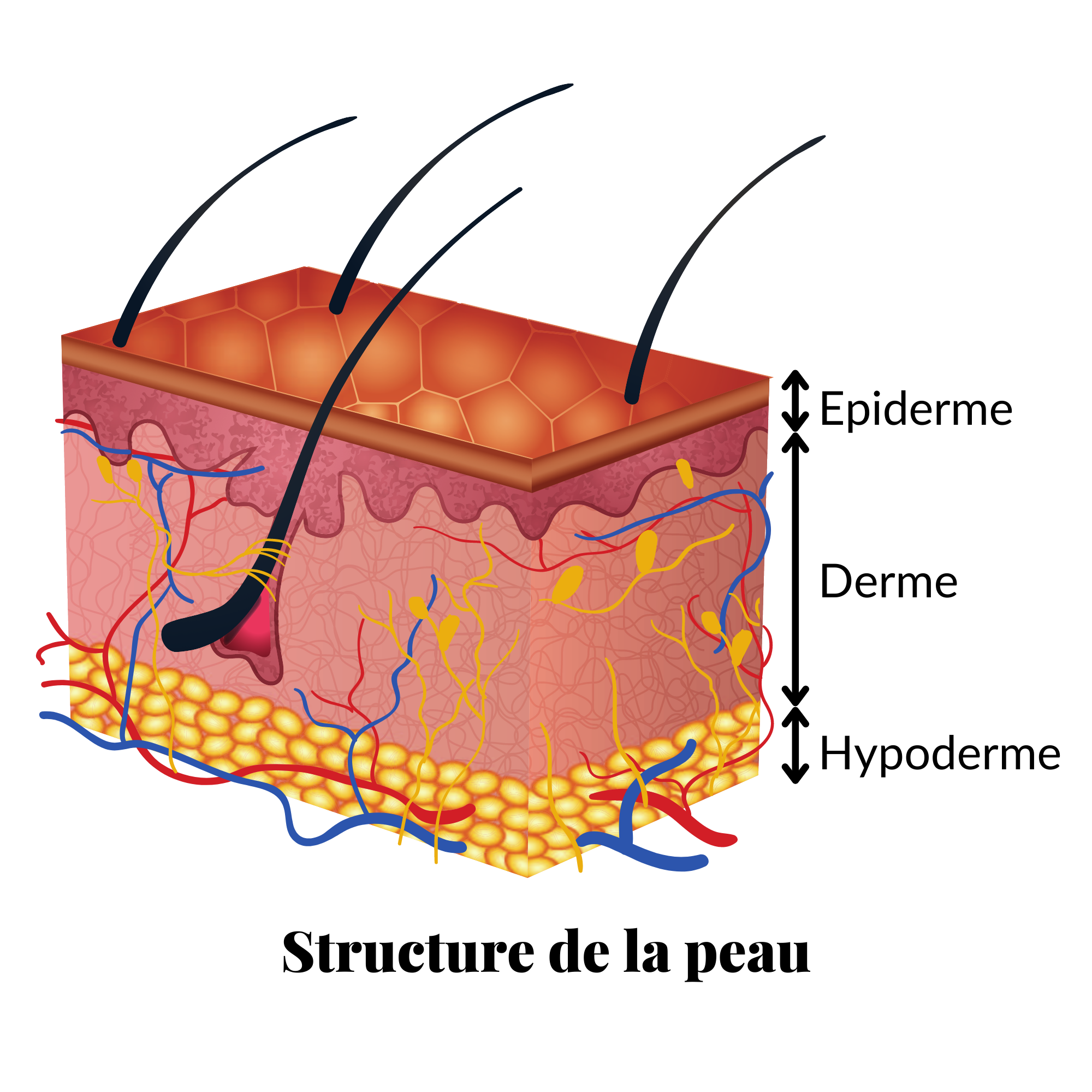 Structure de la peau