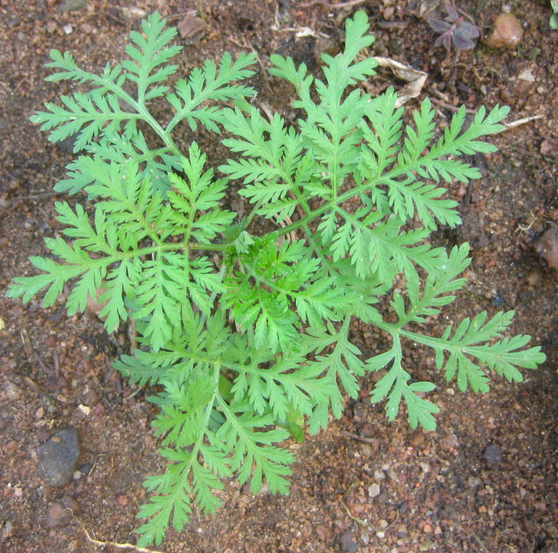 Artemisia annua Artemisia annua