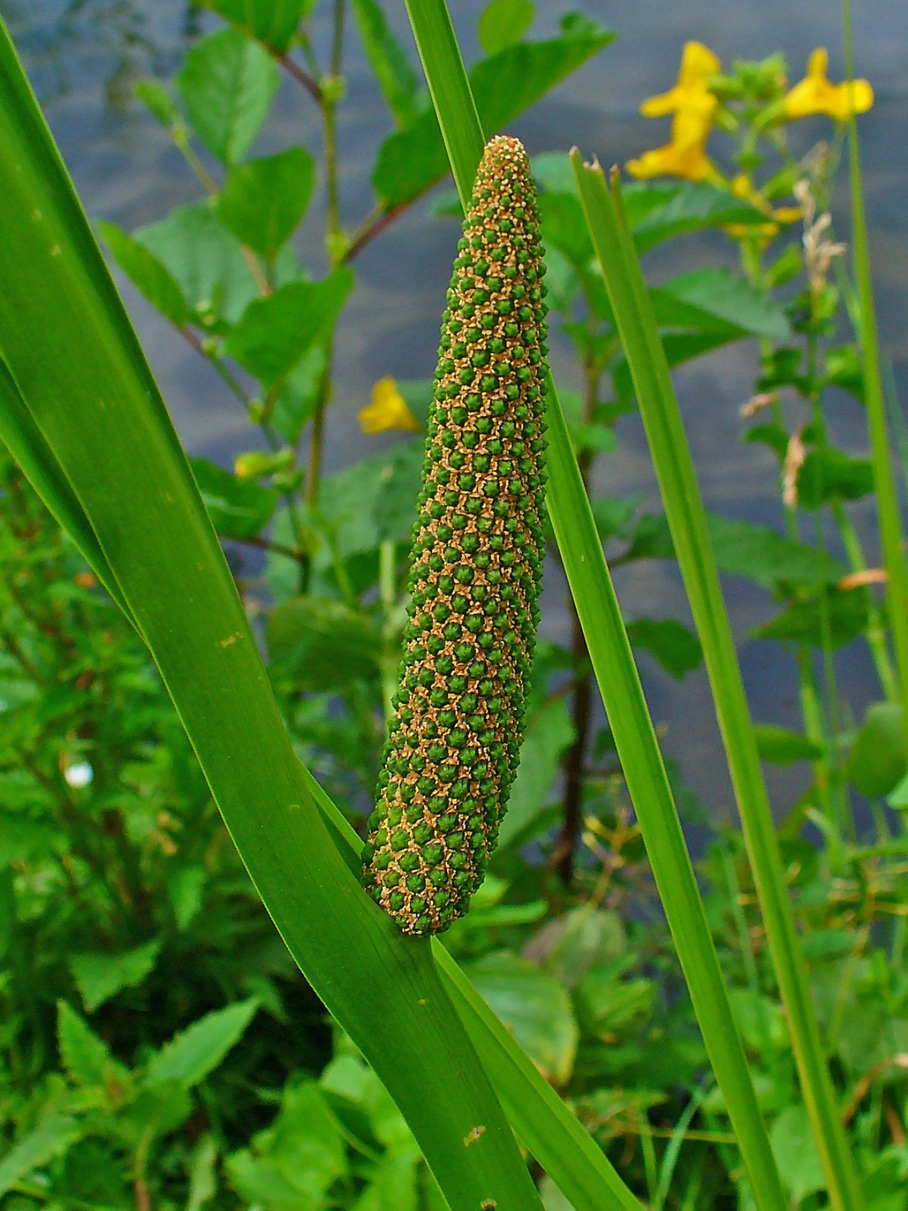 Покажи аир. АИР обыкновенный - Acorus Calamus. АИР болотный (Acorus Calamus). АИР обыкновенный (а. болотный) - Acorus Calamus.. АИР обыкновенный болотный.