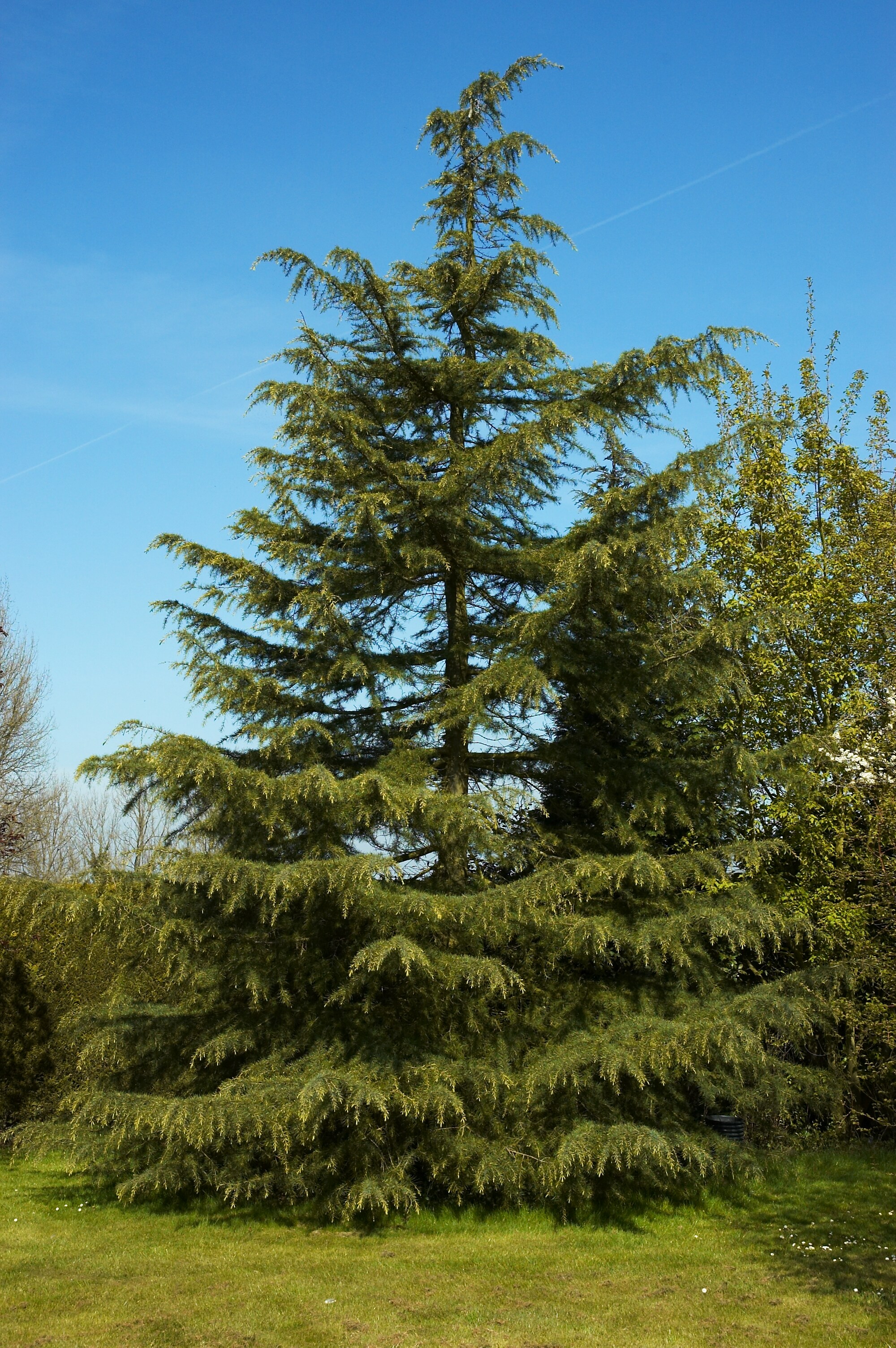 cedrus