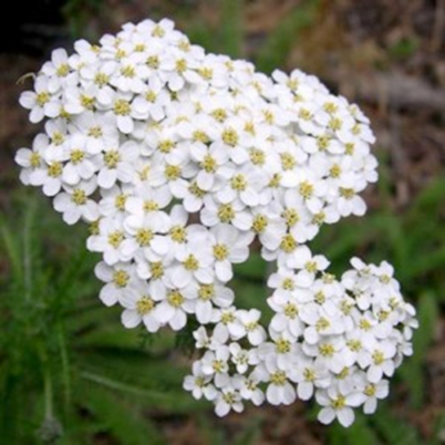 Hydrolat d'achillée millefeuille • Achillea millefolium • Veyrane