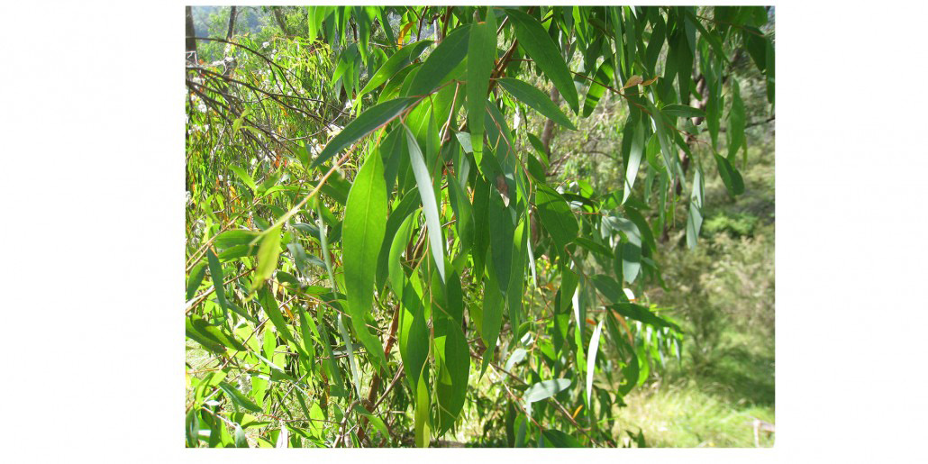 Eucalyptus radié - Caractéristiques, Utilisations et Bienfaits