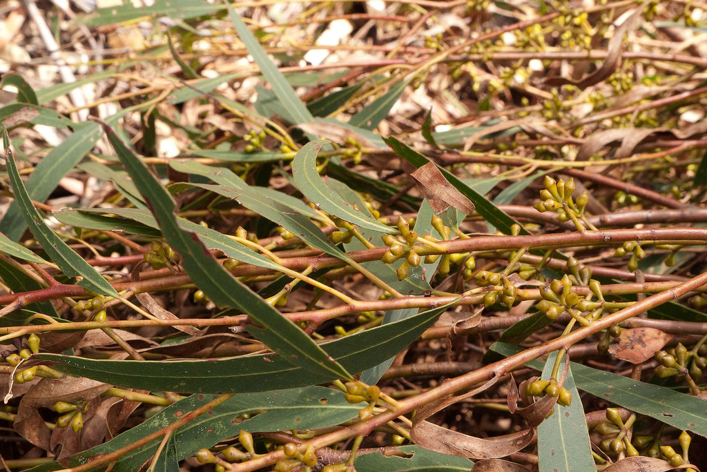 Huile Essentielle d'Eucalyptus Smithii Biologique 10ml : Assainissante,  Revitalisante