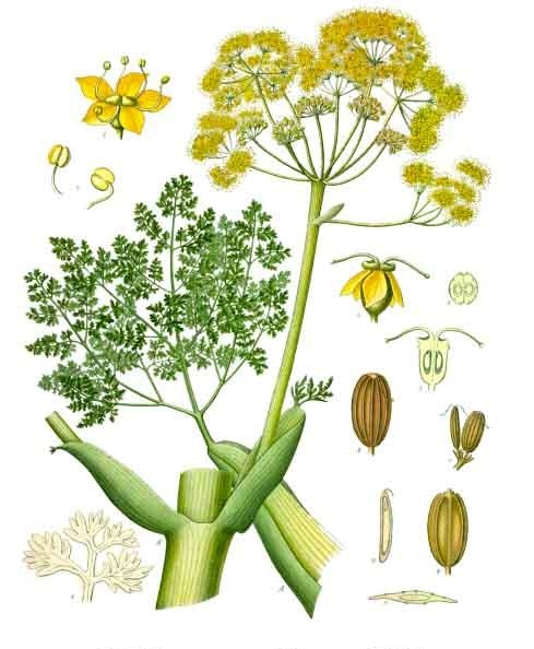 Galbanum moléculaire