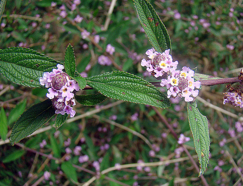 Propriétés huile essentielle Verveine blanche / Lippia alba - Myrtéa  Formations