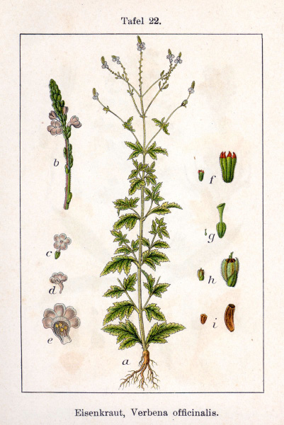 Verveine odorante (Lippia citriodora, Aloysia triphylla)