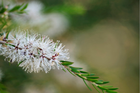 Arbre à thé (Tea tree) - Huile essentielle - Biophare