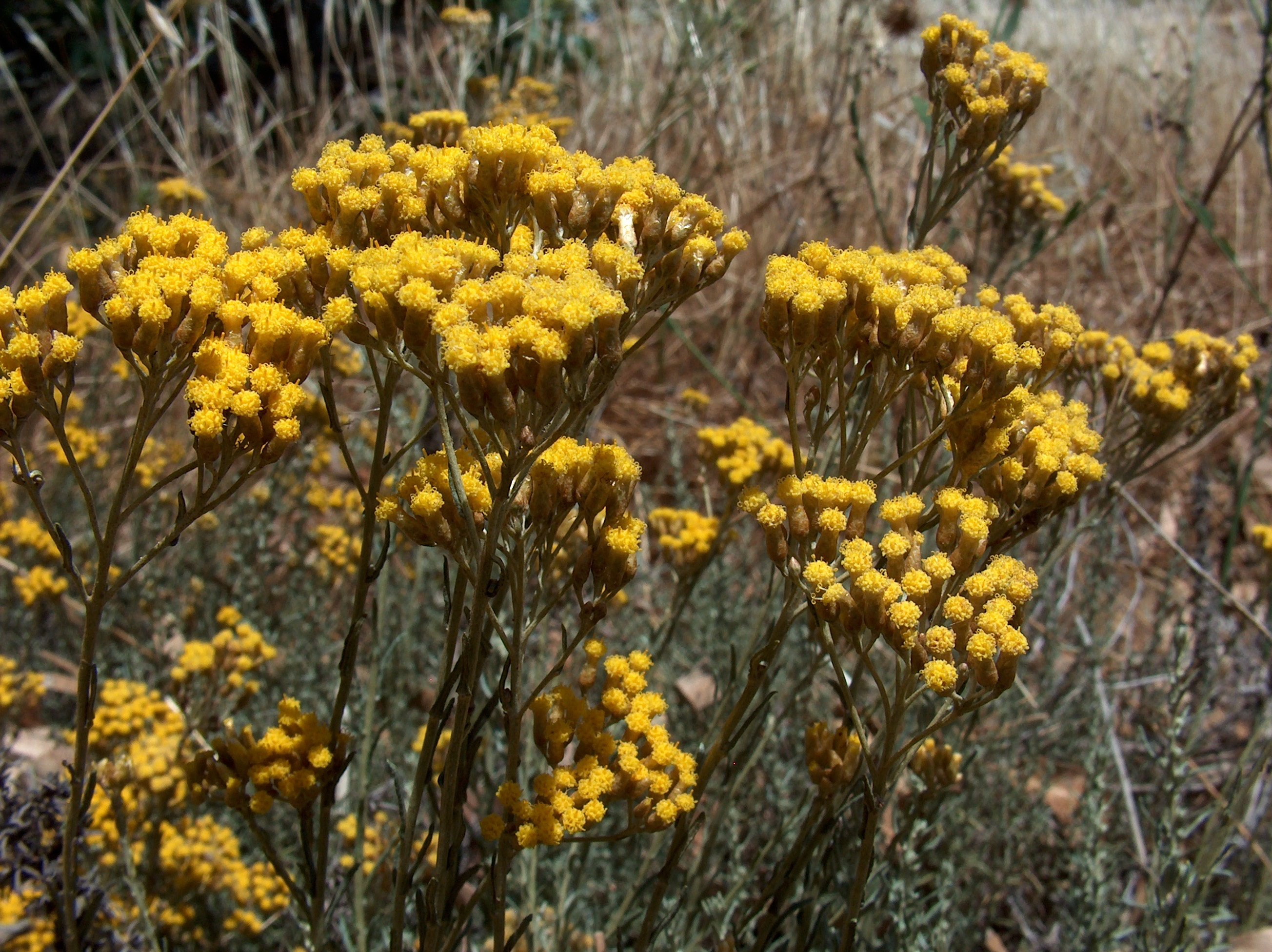 Helichrysum italicum