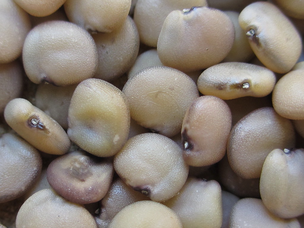 Propriétés plante Guar (gomme) / Cyamopsis tetragonolobus (L.) Taub -  Myrtéa Formations