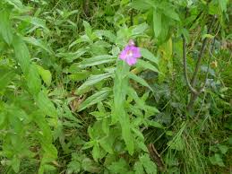 plante prostate epilobe