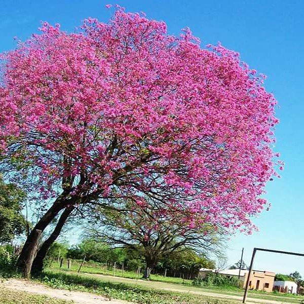 Le Lapacho : L'Arbre de Vie des Incas et ses Vertus Médicinales