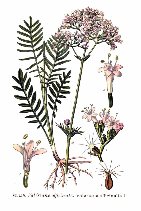 Valériane officinale - plante médicinale et mellifére - Rucher Ecole Villa  le Bosquet