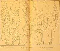 Dossier du mois Galbanum